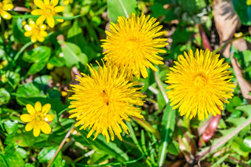 Overhead view of a yellow danelion (Taraxacum) flowers as backgound - closeup with selective focus