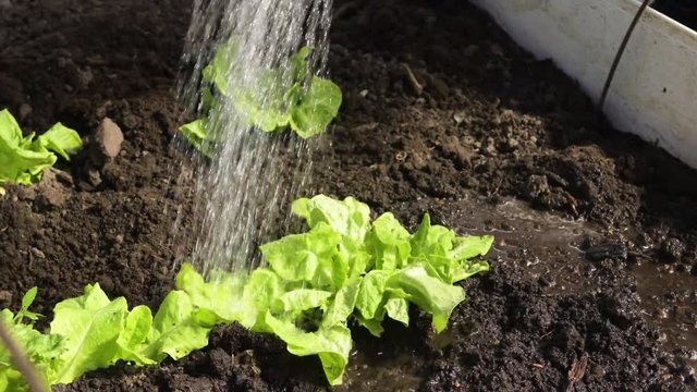 Watering with water from a watering can seedlings of tomatoes and vegetables in the greenhouse