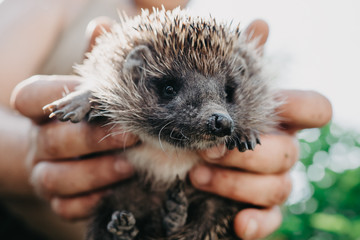 Man holding wild cute hedgehog in hands. Natural light. West european Erinaceus europaeus on green background