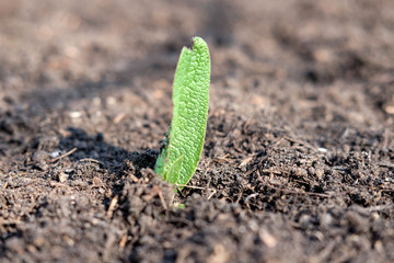 Konzept Wachstum: Das Blatt einer kleinen grünen Pflanze sprießt im Frühling aus der Erde – selektiver Fokus, Nahaufnahme