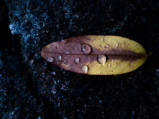 water drops on a leaf