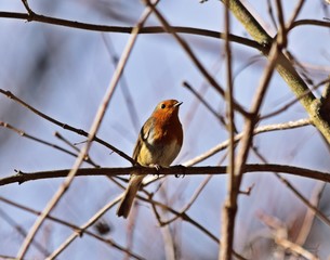 Rotkehlchen (Erithacus rubecula)