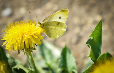 Selective focus on butterfly, white butterflies on dandelion flower in meadow