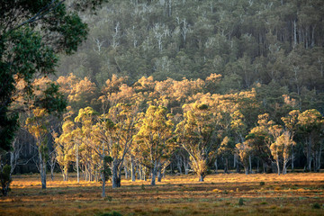 Trees lit by early morning sunlight