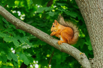 red squirrel on a tree in green leaves in a summer Park