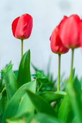 Beautiful red tulips in garden.