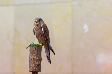 beautiful bird with its piercing gaze and unfocused background