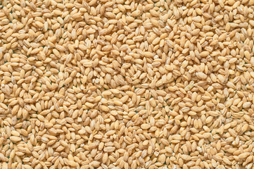 Fototapeta premium Scattered grain of pearl barley. Background