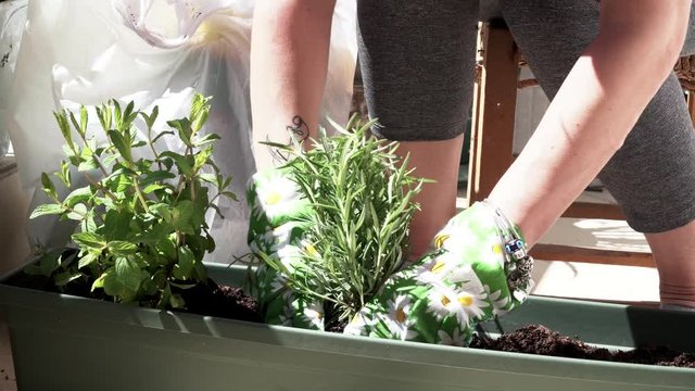 Quarantine Stay at Home concept: close up on hands cultivating rosemary and other vegetables in a city balcony 