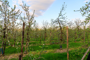 Frühling