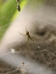 spider on a web