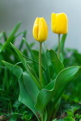 Beautiful yellow tulips in garden.