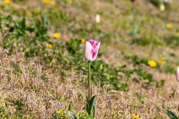 海沿いのチューリップ（撮影場所：横浜開港の丘）