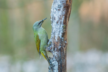 Grey-faced Woodpecker ( Picus canus ). Winter bird.