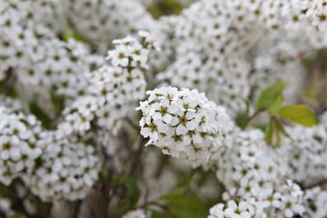 한국 경기도 부천시 호수공원 입니다