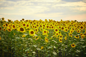 Field of blooming yellow sunflowers on a background sunset as harvest concept