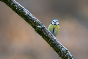 Eurasian blue tit sitting on a branch (Cyanistes caeruleus)