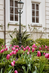 Fototapeta na wymiar ヨーロッパ町の庭園で優雅に咲くチューリップ