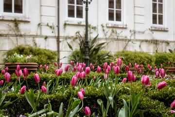 ヨーロッパ町の庭園で優雅に咲くチューリップ