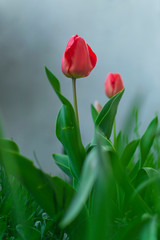 Naklejka premium Beautiful red tulips in garden.