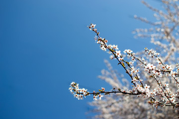 Kwitnące drzewo wiśni wiosną w ogrodzie