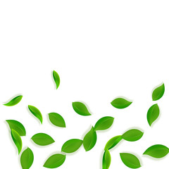 Falling green leaves. Fresh tea neat leaves flying