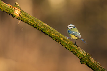 Eurasian blue tit sitting on a branch (Cyanistes caeruleus)