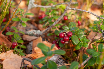Red brushberry berries grow on small bushes with green leaves. Berries are useful and very tasty.