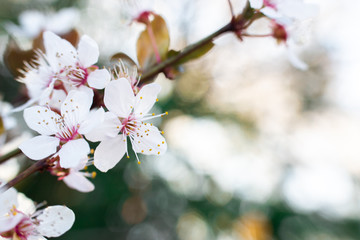 Kwitnąca gałązka wiśni wiosną w ogrodzie