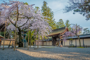 Fototapeta premium 桜咲く多賀大社の境内と神門が見える風景です