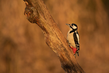 Great Spotted Woodpecker (Dendrocopos major)