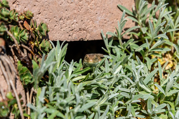 Obraz premium sand lizard relaxing in the sun