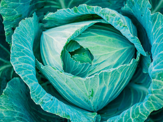 Close up top view of a head of blue cabbage. beautiful texture background.