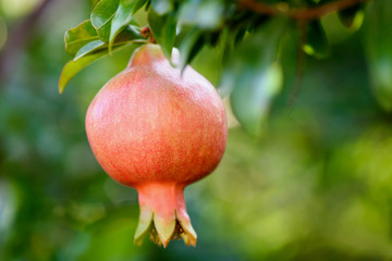 Ripe pomegranate on the branch. The foliage on the background.