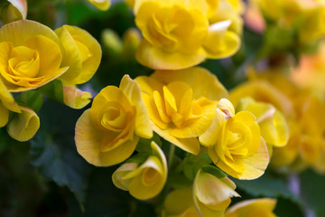 Fototapeta premium Close up of a beautiful yellow rose bouquet 