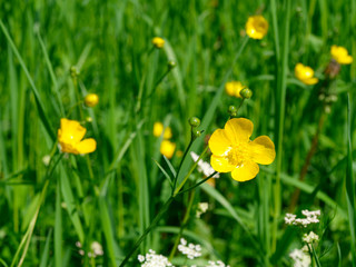 Ranunculus or buttercup yellow meadow flowers in green grass