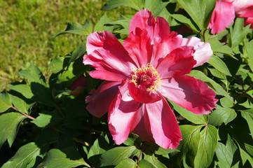 Paeonia suffruticosa or tree peony red flower with green leaves