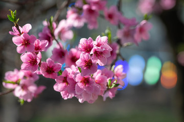 Blossomed branches with a modern touch, bokeh background