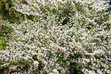 Obraz na płótnie Canvas Goniolimon tataricum or german statice plant with white flowers background