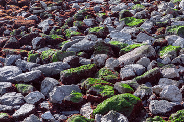 The texture of stones covered with various moss near the sea