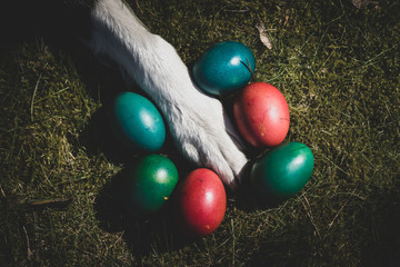 colorful easter eggs and dog