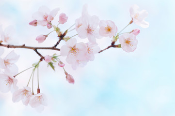 桜　晴天
