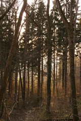 Wald in Sonnenlicht