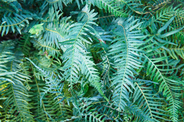 Fototapeta na wymiar Polypodium glycyrrhiza or licorice fern green plant background 