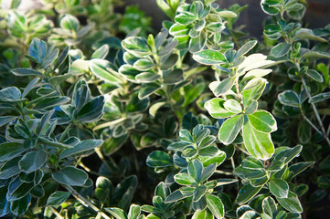 Euonymus japonica aureomarginata evergreen spindle green leaves