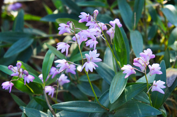 Dendrobium kingianum or pink rock orchid purple flowers with green