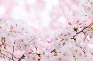 桜　満開