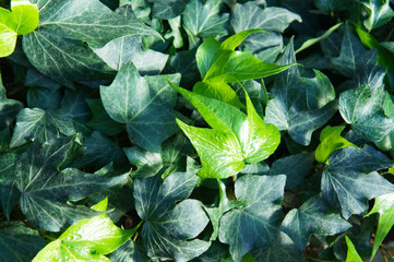 Hedera helix or common ivy green leaves