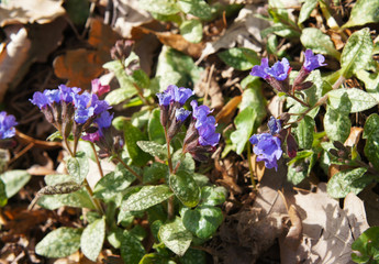 Pulmonaria saccharata mrs moon or  bethlehem sage early plant with blue flowers