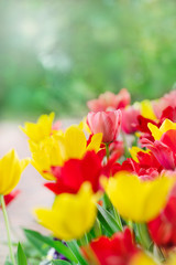 チューリップ　春の花壇